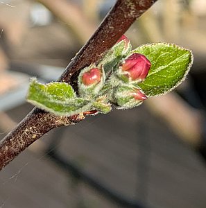 Photo de profil Hypnose et EMDR Guérande