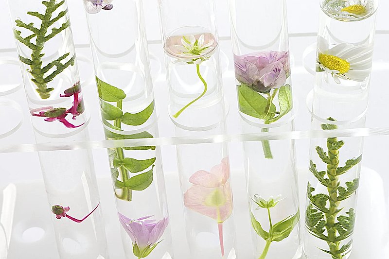 Photo de couverture Naturélopathie