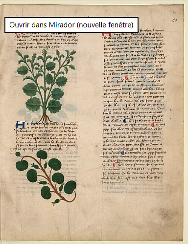 Photo de couverture Institut de Naturopathie Médiévale - Barbara Herrbach